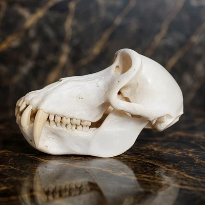 Life-Size Baboon Primate Skull Replica Model - Museum Quality Anatomical - Image 1 of 4