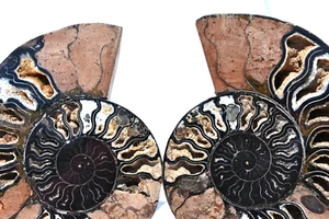 Large Black Ammonite PAIR Deep Crystals XXL 7.3" 185mm 110myo Fossil 3072rr - Picture 1 of 9