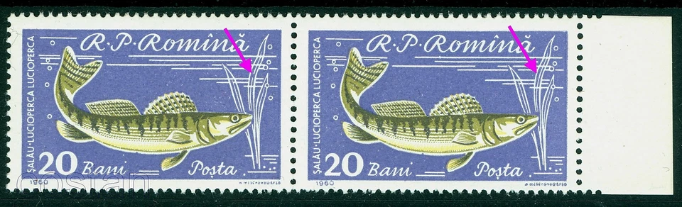 1960 Fish, Zander, Sander, Lucioperca lucioperca, Fisches, Rumania, Mi.1928, MNH, ERROR/1 Foto 1 de 2