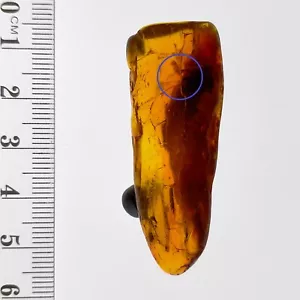 Amber fossil polished gemstone w/ leaf and insect inclusions Watch Video 33.9ct - Bild 1 von 7