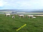 Photo 6x4 Young white bulls at Shandford Fern/NO4861 The broad vale of S c2013