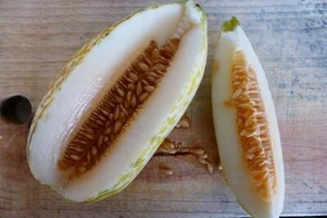 Melón Voatango de Madagascar - 5+ semillas - semillas - cm 036 - Imagen 1 de 1