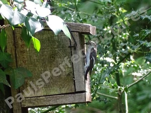 Bird Photo Picture In A4 Frame - Pied Flycatcher (Male) - Picture 1 of 2