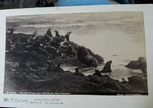  San Francisco Seal Rocks Vintage Foto Cliff House von Gardner 1890 Seals - Bild 1 von 6