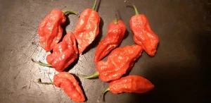 Mixed super hot chilli seeds 30 + pack - Picture 1 of 10