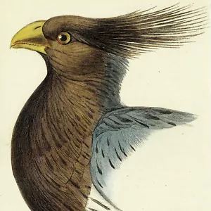 1836 Swainson & Jardine handkolorierter Vogelstich, Pl. 20, SCHLICHTERFRESSER - Bild 1 von 6