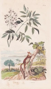 Aye Azedarach Fingertier Primates Engraving Table en Acier Guerin-Menevil 347003 - Bild 1 von 1