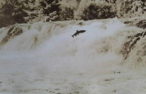 RPPC "Alaska Salmon Jumping a Fall" - Picture 1 of 3