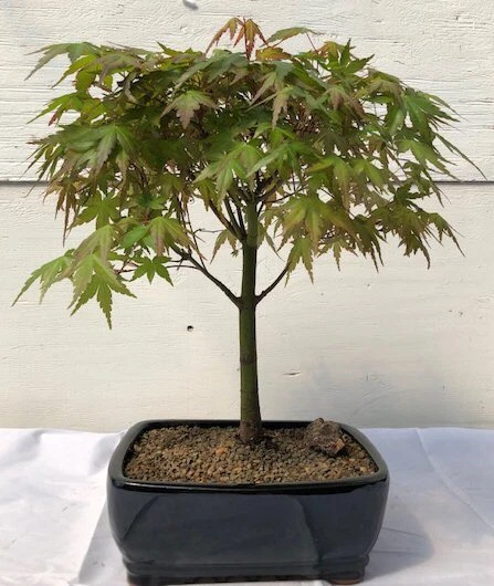 Green Japanese Maple Bonsai Tree 18" tall Deciduous Outdoor Live Home Decor - Image 1 of 1