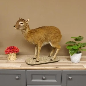 Mufflon Jeune Préparation Ganzpräparat Präpariertes Animal Alpes Sur Plaque Déco - Bild 1 von 8