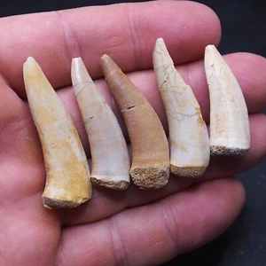 5pcs 35-46mm predatory Fish Enchodus Libycus Fossil Morocco lot Fossilien 5 - Picture 1 of 6