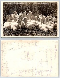 Tarjeta postal X923 del condado de Klamath Oregon jóvenes pelícanos anidando en Bird Island RPPC - Imagen 1 de 1