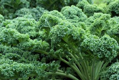 SEEDVILLE USA 2500 VATES Blue CURLED KALE / Dwarf Blue Curled Scotch Kale Brassica Oleracea Ve
