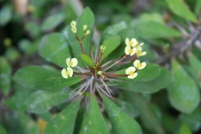 (1) Tiny Yellow CUTTING Euphobia Milii Crown of Thorns Succulent Cactus - Image 1 of 4