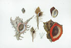 1931 Japanese Exotic Sea Life   Rock Shells Murex Shells 13X19 Exc