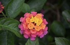 (1) Live Sunset Rose Lantana Plant In Bloom 4-8â€� garden