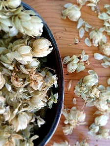 ORGANIC Hops Flowers Dried Herb - Humulus lupulus strobiles - Picture 1 of 5