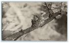 c1910's Humming Bird Nest Scene Tree Branch Animals Unposted Antique Postcard