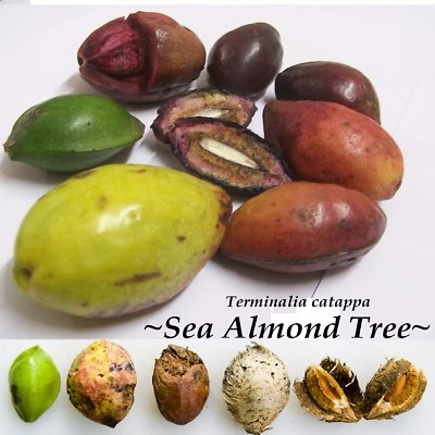 ~SEA ALMOND~ Tree CAY BANG Tropical Terminalia Catappa Live 5 SEEDS for planting - Image 1 of 4