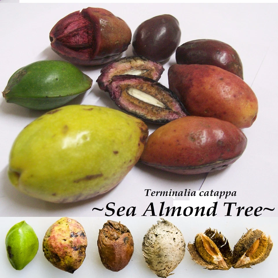 ~SEA ALMOND~ Tree CAY BANG Tropical Terminalia Catappa Live 5 SEEDS for planting - Image 1 of 4