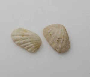 Conchiglia, Glans subquadrata, Quartario, Contea di Los Angeles, California, USA-x889 - Foto 1 di 5