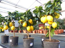 beste Sorte: Meyer Meyerii Zitrone echter Zitronenbaum 70 - 80 cm Citrus Limon
