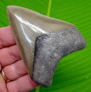 3.68 “ MEGALODON SHARK TOOTH Real Fossil from Georgia, USA - NO Restorations - Picture 1 of 3