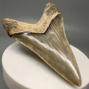 Schöner 2,72 Zoll fossiler CHUBUTENSIS Haizahn - Calvert Cliffs, MD - schöner Zahn - Bild 1 von 6