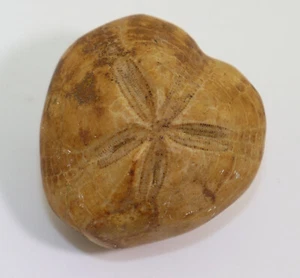 Seeigel, Plesiaster trangahyensis, Kreide, Maastricht, Sakaraha, Madagaskar-k264 - Picture 1 of 6