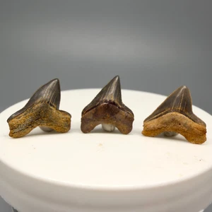 3 Excellent Fossil Squalicorax falcatus Ausgestorben Krähenhai - Kreidezeit - S Dakota - Bild 1 von 2