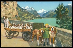 BONITA POSTAL PERROS SUIZOS DE SAN BERNARDO - Imagen 1 de 1