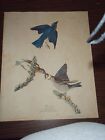 Audubon Blue-Bird Sylvia Sialis No 23 Plate Cx111 Dated 1881