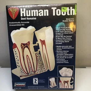 Lindberg science kit The Human Tooth model kit - Picture 1 of 3