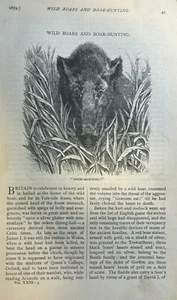 1879 Jagd Wildschweine illustriert - Bild 1 von 4
