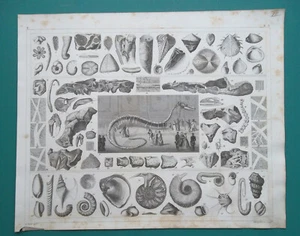 FOSSILS Sea Shells Hydrarchos Catecean from Alabama Basilosaurus - 1844 Print - Picture 1 of 1