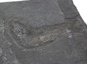 Pesci, Palaeoniscum, Permiano, scisto ramato, Monti Richelsdorf, FRG -x654 - Foto 1 di 5
