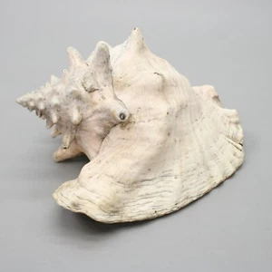 Conch 5 Pound Sea Shell 10" Pink White Ocean Beach Seashell - Picture 1 of 7