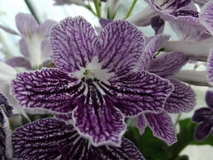 Streptocarpus Mishka ( Last plant of current stock ) - Picture 1 of 3