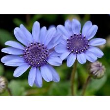 200 Seeds Blue Felicia Daisy Seeds-Perennials EASY TO GROW Daisy Flower 2