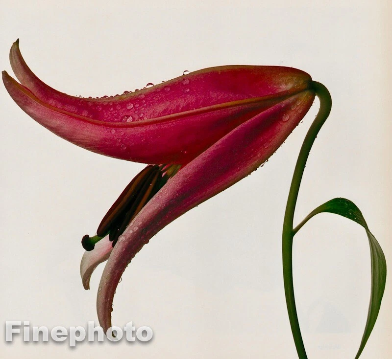 1980 年复古 IRVING PENN 植物粉红色 LILY 花 KROMEKOTE 12x16 照片 — 第 1/1 张图片