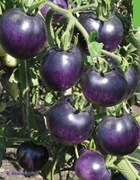 Tomato BLEVE P20 seeds blue tomatoes organic Ukraine 20 seeds D Farmer's dream