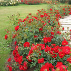 Rosa the Fairy rot oder Bodendeckerrose rot blühend im Topf gewachsen