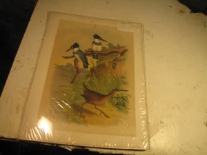 Litografia XIX secolo rimossa da Jacob Henry Studers Birds of North America - Foto 1 di 5
