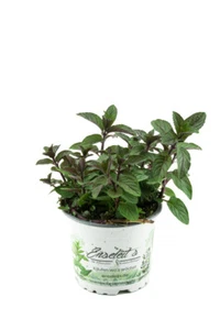 Schokoladen-Minze Pflanze, Schoko-Minze, Winterhart (Mentha piperita) - Bild 1 von 1