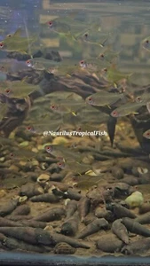 BEAUTIFUL LEMON TETRA (Hyphessobrycon pulchripinnis) Affordable shipping! - Picture 1 of 2