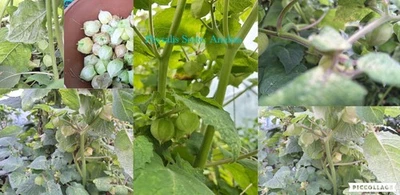 Physalis Sorte: Annalisa - Bild 1 von 4