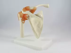 Nuevo Profesional Articulación del Hombro Anatomía Médica Modelo IT-008 ANGELUS - Imagen 1 de 2