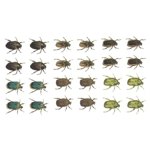 Beetles 1 Inch 24 pcs Overglaze Waterslide Ceramic Decals - Picture 1 of 2