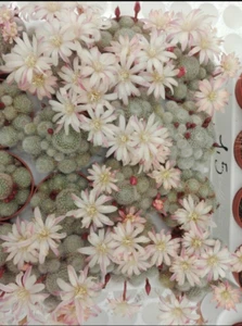 REBUTIA CV. SUNRISE POT 10 RIF R023 NO COPIAPOA AZTEKIUM ARIOCARPUS AGAVI CACTUS - Bild 1 von 6
