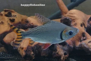RED FIN FLAG TAIL PROCHILODUS! BEAUTIFUL GIANT TETRAS! WC LIVE FISH 10-12 CM - Picture 1 of 12